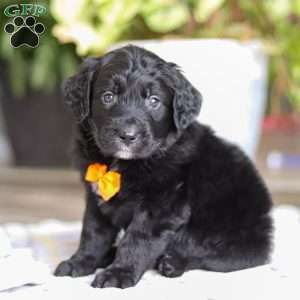 Tate, Golden Mountain Doodle Puppy